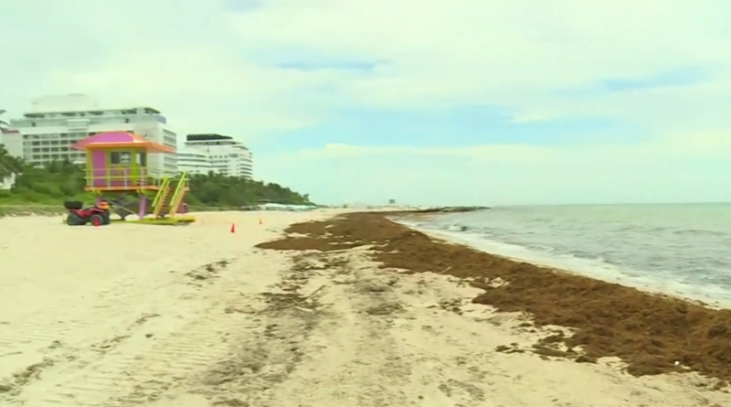 Authorities began Sargassum Seaweed Cleanup in the county