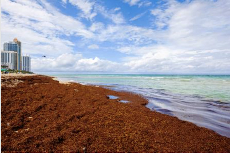 Authorities began Sargassum Seaweed Cleanup in Miami Beach