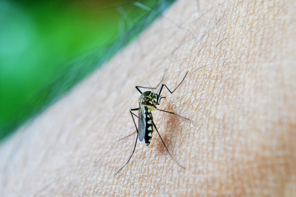 Dengue alert in Miami-Dade where 12 cases have been reported