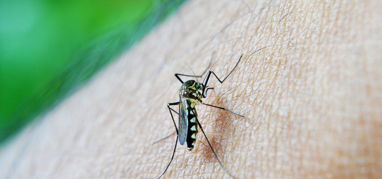 Dengue alert in Miami-Dade where 12 cases have been reported