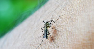 Dengue alert in Miami-Dade where 12 cases have been reported
