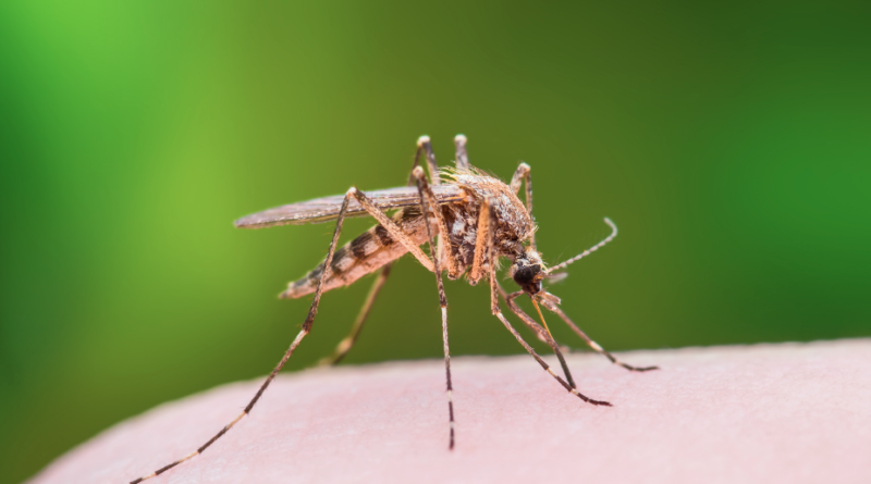 This is the way you can avoid getting infected with the West Nile Virus