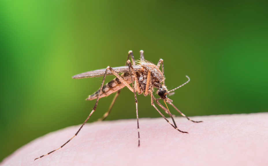 This is the way you can avoid getting infected with the West Nile Virus