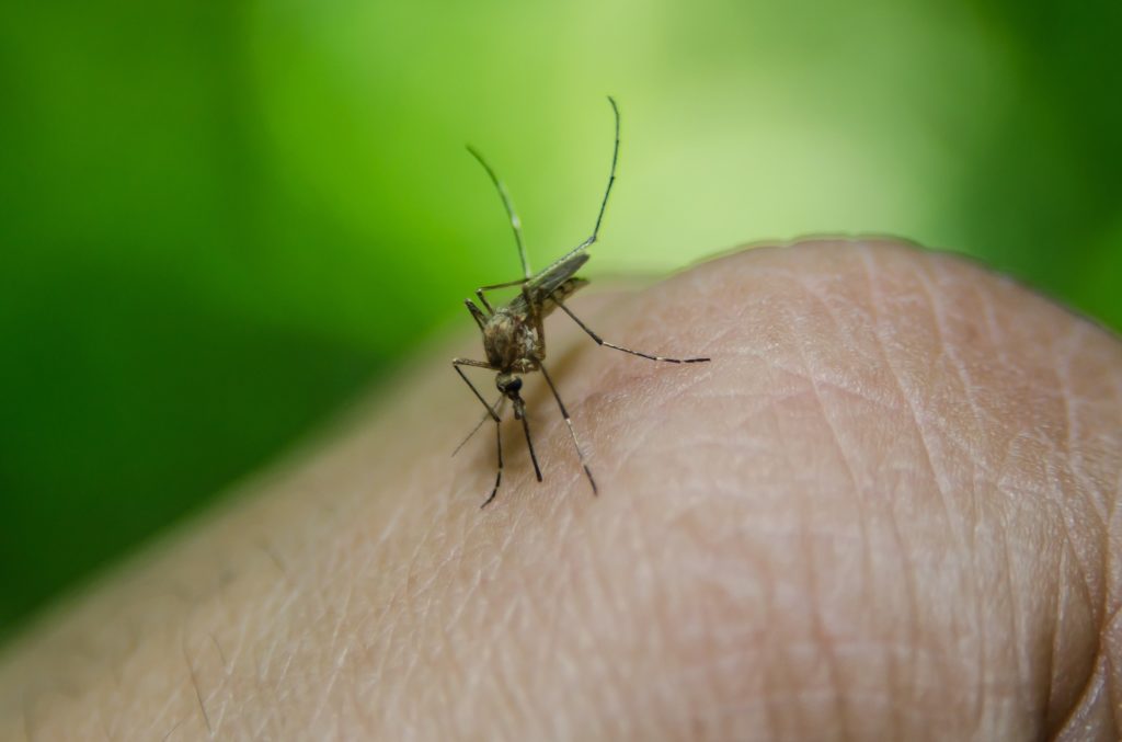 Concerns increase over West Nile Virus cases in Miami-Dade