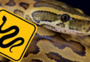 Snakes in Doral: What should we do?