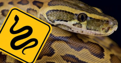 Snakes in Doral: What should we do?