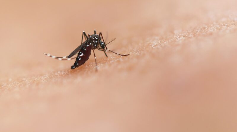 Dengue fever cases on the rise amid spring break season